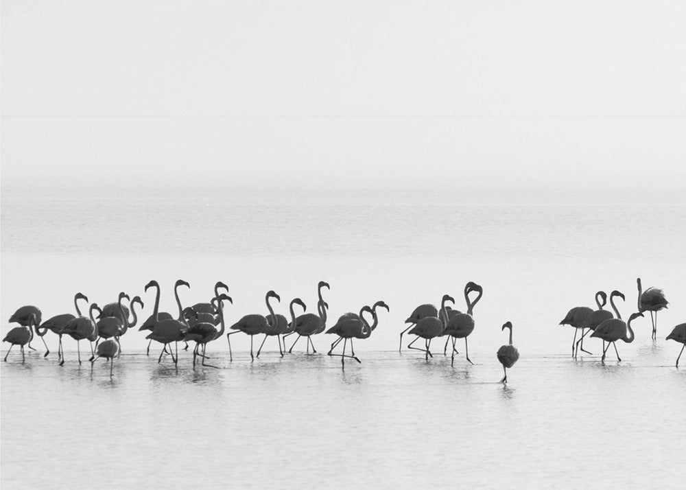 Wall art Flamingos